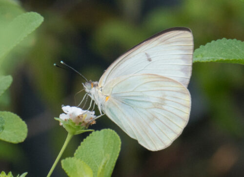 mariposas para bodas